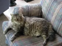 One fat cat.webp