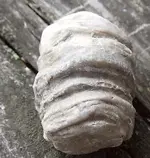 rock1.webp