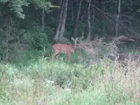 deer mill fields 003.webp
