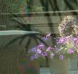 spid1.webp