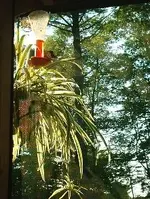 hum-spid.webp