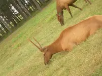 young elk.webp