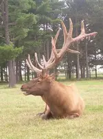 Big Elk.webp