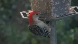 Red-bellied woodpecker 01.webp