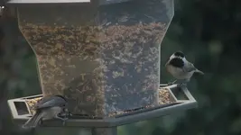 Chickadees.webp