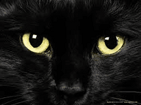 black cat.png