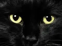 black cat.webp