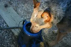 comodo.webp