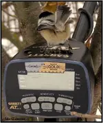 chick 1.webp
