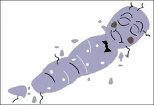 ERG10Lg.webp