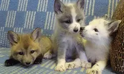 Domesticated fox cubs.webp