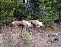 Caribou.webp