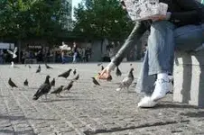 feeding pigeons.webp