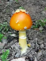 DSCF1022_zps21b4816e.webp
