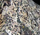 Mina Virgon de Gaudalupev3.webp