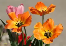 IMG_0834tulip.webp