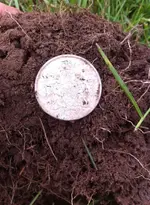 coin.webp
