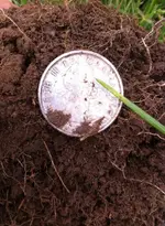 coin2.webp