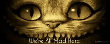 mad cat.webp