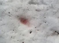 Water Melon Snow.webp