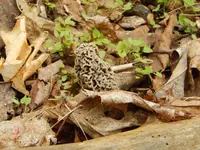 Metal Detecting May 1 ST 003.webp