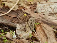 Metal Detecting May 1 ST 004.webp