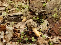 Metal Detecting May 1 ST 005.webp