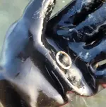 image-4121202247.webp