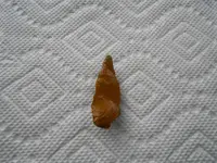 first finds this year 003.webp