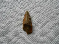 first finds this year 004.webp