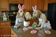 GBGV-Getting-Egg-Coloring-Instructions.webp