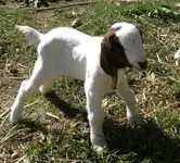 boer kid.webp