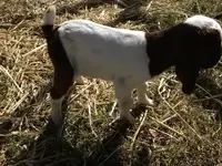 boer kid2.webp