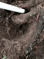 image-4288478596.webp