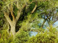 DSCN8990.webp