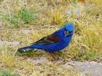 RSCN2430.webp