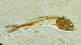 green-river-wyoming-fish-fossil.webp