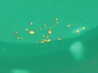 gold2_closup.webp