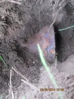 Chug's birthday hunt 066.webp