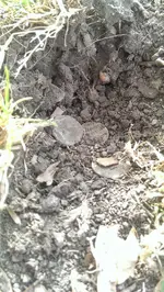 IMAG0422.webp
