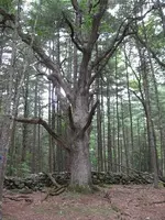 new-england-wolf-tree.jpg