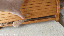Iambread.gif Iambread.gif