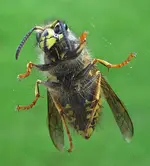 Bee 2.webp