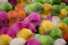 esater chicks.webp