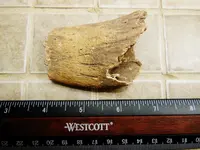 DSCN1333.webp
