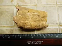 DSCN1334.webp