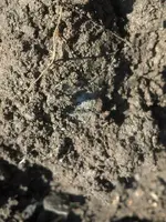 L.Dirt Shot 1661.webp