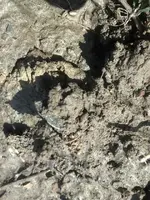 M.Dirt Shot 1708.webp