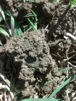 O.Dirt Shot Copper.webp