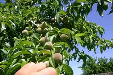 peaches.webp